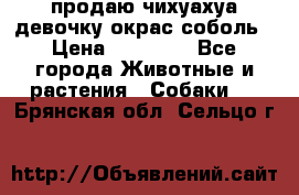 продаю чихуахуа девочку,окрас соболь › Цена ­ 25 000 - Все города Животные и растения » Собаки   . Брянская обл.,Сельцо г.